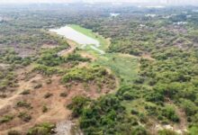 SC Grants Telangana Govt Six Weeks to Submit Proposal for Kancha Gachibowli Restoration