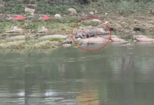 Four-foot crocodile spotted at Langer Houz