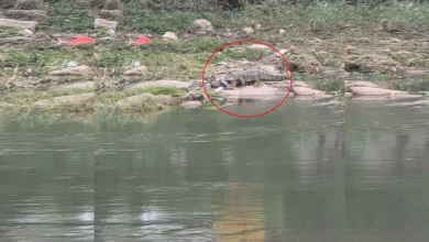 Four-foot crocodile spotted at Langer Houz