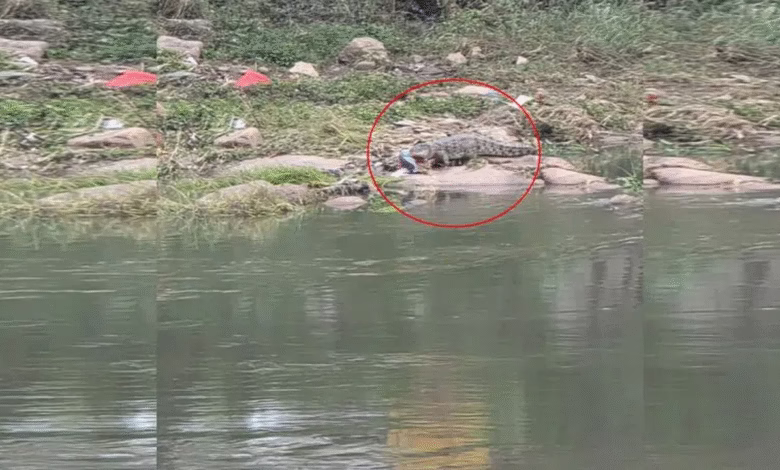 Four-foot crocodile spotted at Langer Houz