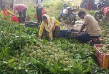 Ramayampet Custard Apple Market: Unique Organic Fruit Trade Exports 20 Tonnes Daily