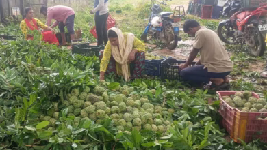 Ramayampet Custard Apple Market: Unique Organic Fruit Trade Exports 20 Tonnes Daily