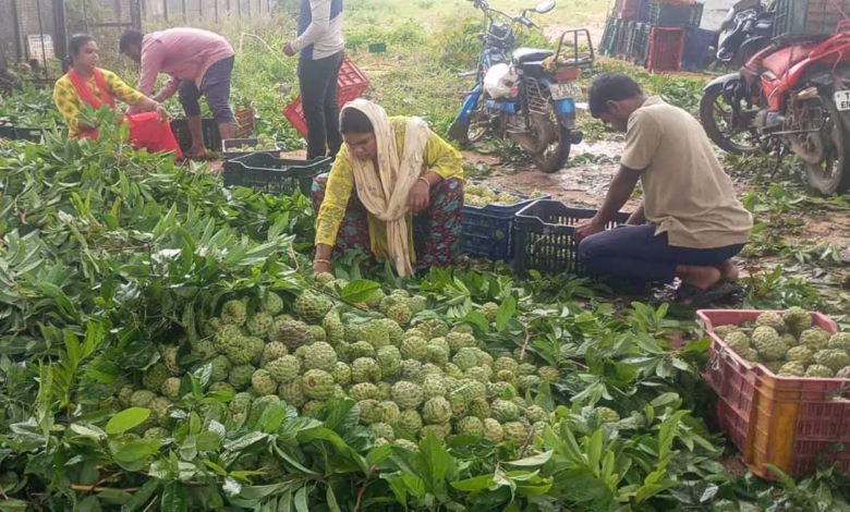 Ramayampet Custard Apple Market: Unique Organic Fruit Trade Exports 20 Tonnes Daily